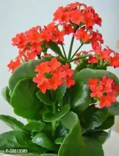 Baishnab  Kalanchoe Plant  RED FLOWER Kalanchoe P-thumb0