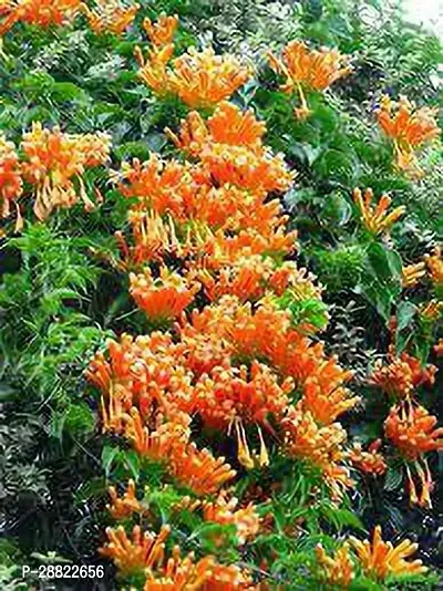 Baishnab  Bela Orange Flame Vine Pyrostegia Venusta