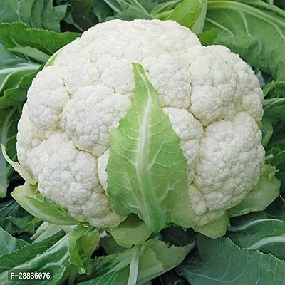 Baishnab cauli sed 100 ps jjCauliflower F1 Hybrid Gobhi Seeds For Planting Seeds Gd5811000PIECE