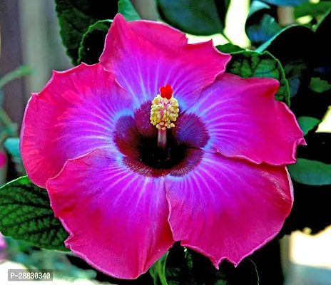 Baishnab  Hibiscus flower plants  Hibiscus Plant-thumb0