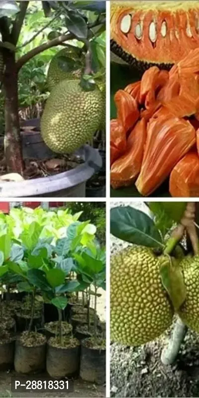 Baishnab  GraftedliveJACKFRUITplant Jackfruit Pl