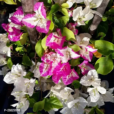 Baishnab  Multicolor Bougainvillea Flower Plant  B