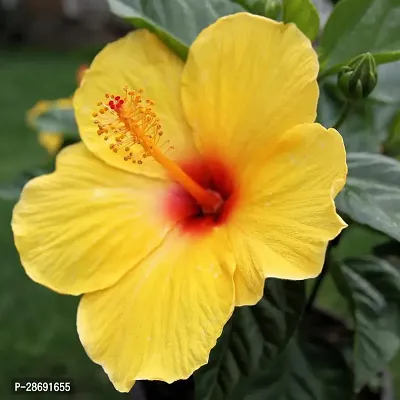 Baishnab Hibiscus Plant Hibiscus Yellow Plant CF7000611-thumb0