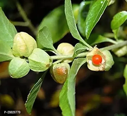 Baishnab  Ashwagandha Plant AshwagandhaIndian Gins-thumb0