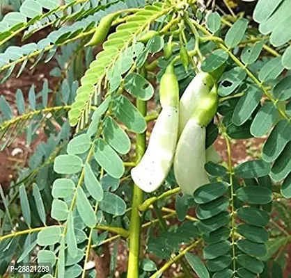 Baishnab  Agastya flower plant ZZ Plant