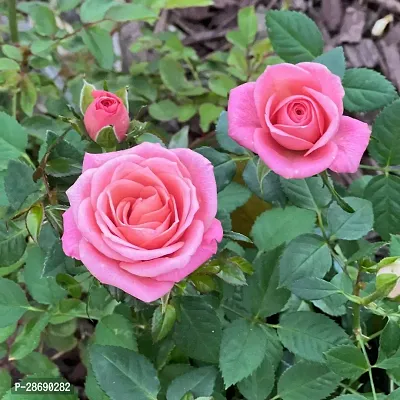 Baishnab Rose Plant Rose Flower Plants 101