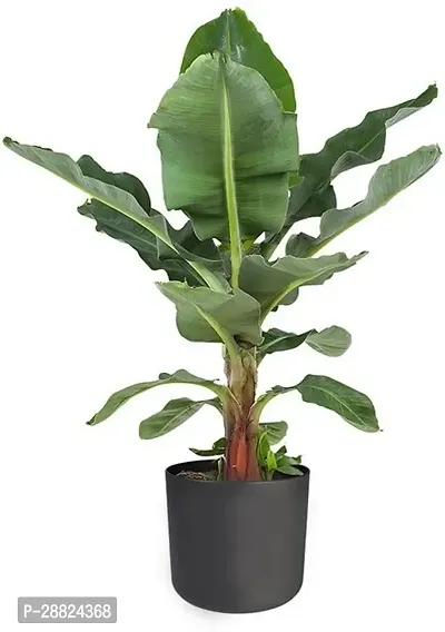 Baishnab  RSKela487 Banana Plant-thumb0