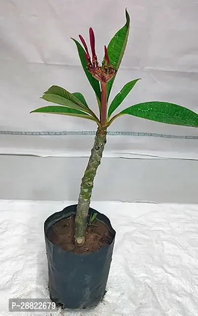 Baishnab  Red Plumeria PlantCFA387 Plumeria Plan