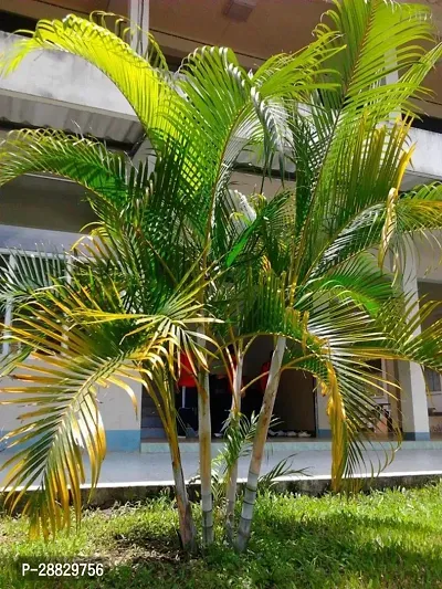 Baishnab  Areca palm A8 Areca Palm