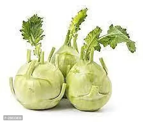 Baishnab Kohlrabi 60 per packet rbKnol Khol F1 Hybrid Vegetable Seeds   K1106460PIECE-thumb3