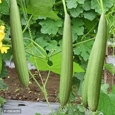 Baishnab Sponge gourd 125 per packet Vegetable Seeds   Sponge Gourd   F1 Hybrid   Organic Seeds125PIECE-thumb0