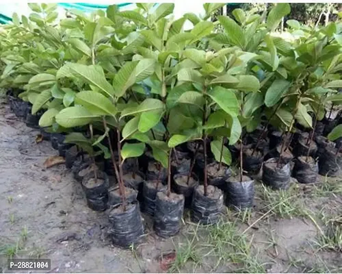 Baishnab  GUAVA PLANT 04 Guava Plant