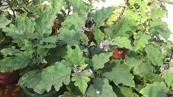 Baishnab Brinjal seed 1000 per packet ukBrinjal Eggplant F1 Green Round Vegetable Seeds1000PIECE-thumb1