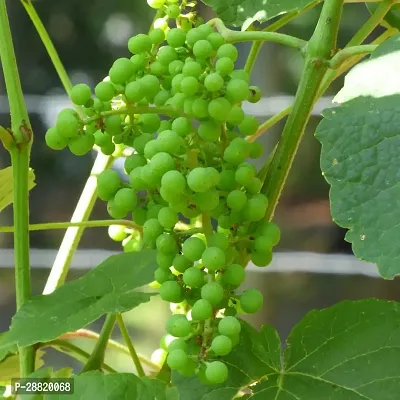 Baishnab  GBG01 Grapes Plant