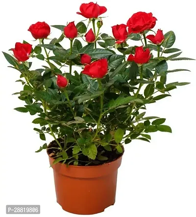 Baishnab  EZTEROE82 Rose Plant-thumb0