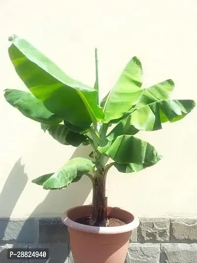 Baishnab  boo11 Banana Plant-thumb0