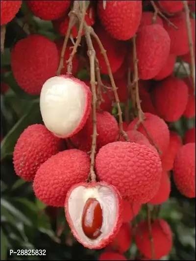 Baishnab  Litchi Plant Live Plant CF3096 Litchi P-thumb0