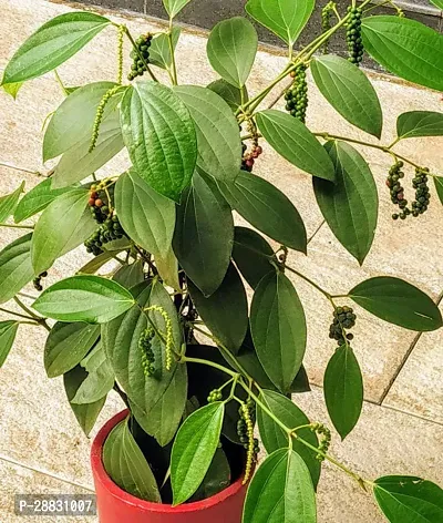 Baishnab  SODL49 Black Pepper Plant-thumb0