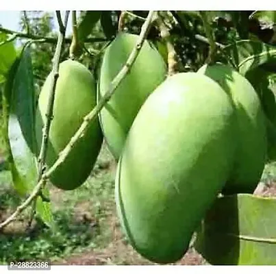 Baishnab  MangoModelLangra CFO170 Mango Plant