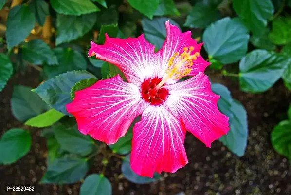 Baishnab  Hibiscus Red CF30063 Hibiscus Plant-thumb0