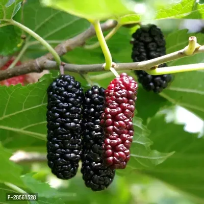 Baishnab ShahtootMulberry Plant original Rear Thai Mulberry live PlantV-4-thumb0