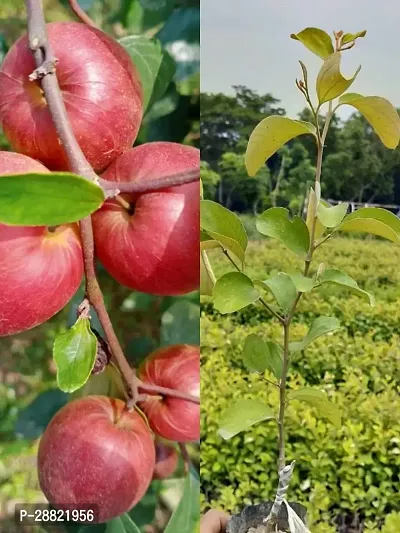 Baishnab  Kashmiri Sundari Red Apple Ber Live Graft