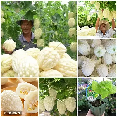 Baishnab Bittergourd seed 70 per packet Bitter gourd white chinese F1 variety vegetable70PIECE-thumb0