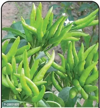 Baishnab chilli seed 200 per paket  44 rbC2   BEST SELLER FARMER CHOICE PREMIUM 100 percent GERMINATION 200 SEEDS OF F1 HYBRID  CHILLIMIRCHI OR MIRCH.200PIECE