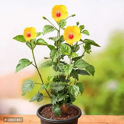 Baishnab  Yellow Hibiscus Flower Plant Hibiscus Pla