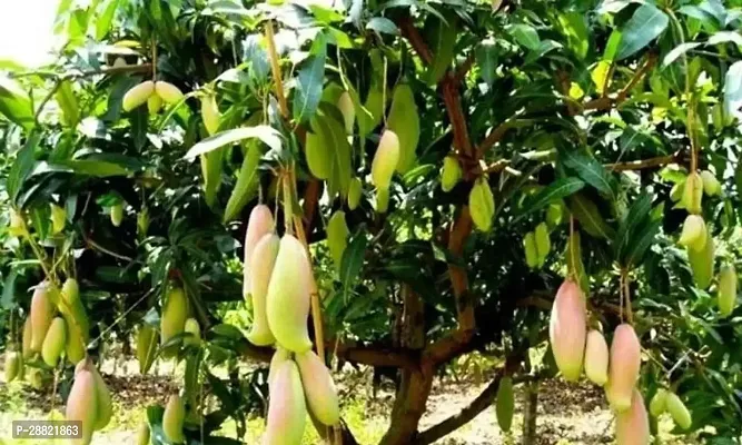 Baishnab  Banana Mango Plant Live Mango Plant-thumb0