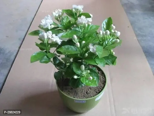 Baishnab  Jasmine Plant25 Jasmine Plant-thumb0