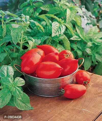 Baishnab tomato seed 500 ps uuplHybrid Large Red Paste Tomato Seeds500PIECE