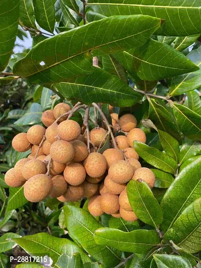 Baishnab  Longan Fruit Plant A2 Litchi Plant-thumb0