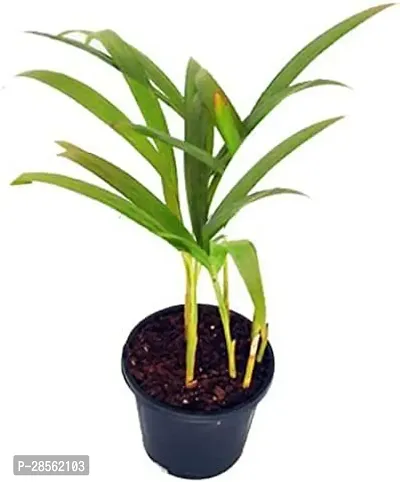 Baishnab Areca Palm FD_Areca Palm Plant_ADF