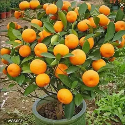 Baishnab  High Yield Orange Live PlantCF012 Orang-thumb0