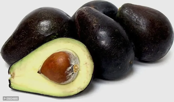 Baishnab  Maluma Avocado Live PlantCF10 Avocado P-thumb0