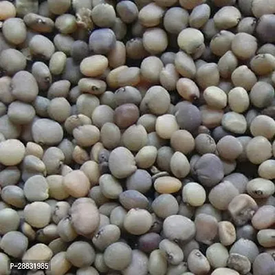 Baishnab Beans Seed 10 Ps AS 64410PIECE-thumb3