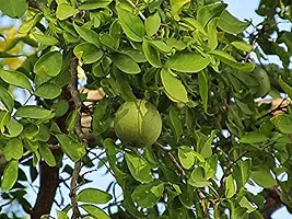 Baishnab Bel Plant Bel Tree Bilva Patra Bel Patra Bengal quince Wood apple Vilvam Sandiliyamu Bilvapatre Adhararuha Beli fruit Aegle Marmelos Live Plant.-thumb1