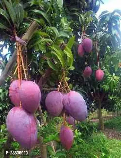 Baishnab  Rumani Mango plant Mango Plant