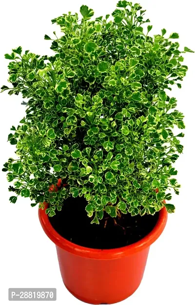 Baishnab  WHITE MINI Araliya PLANT indoor leAVING P-thumb0