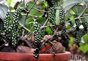 Baishnab Black Pepper Plant Redwingz Black Pepper Gol MorichKali Mirch Live Plant- 2 feet-thumb2