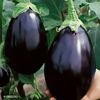 Baishnab Brinjal seeds 250 per packet jkBrinjal Black Beauty Hybrid Seeds250PIECE-thumb0