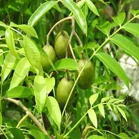 Baishnab Amra Plant Grafted All Season Hog Plum Thai Sweet Amra Spondias Mombin Fruit Tree 30 Cm Live Plant (1 Healthy Plant)-thumb1