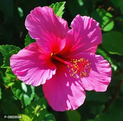 Baishnab  Hibiscus Pink Plant CF075 Hibiscus Plan