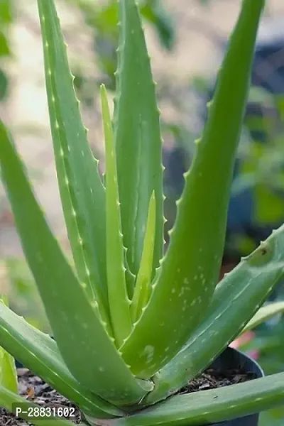 Baishnab  ALVBPC0510MARCB93 Aloe Vera Plant-thumb0