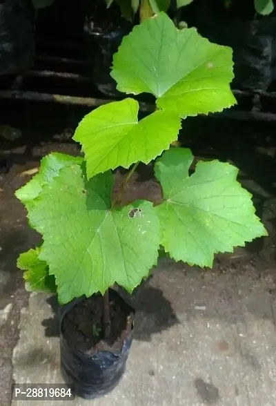 Baishnab  Grapes Fruit Plant With Pot Grape Plant