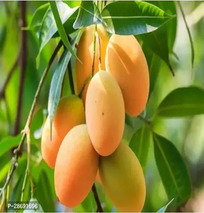 Baishnab Mango Plant Fully mango plant-thumb0