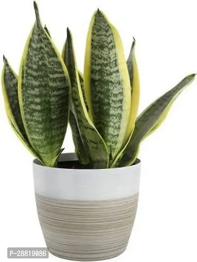 Baishnab  eco plant snake plant   201 Snake Plant-thumb0