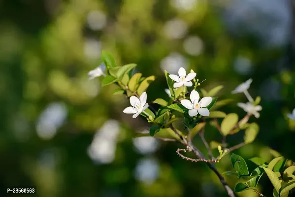 Baishnab Jasmine Plant JESMINE FLOWER-thumb0