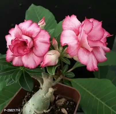 Baishnab  ar01 Adenium Plant-thumb0